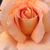 Narancssárga - Teahibrid rózsa - Apricot Silk